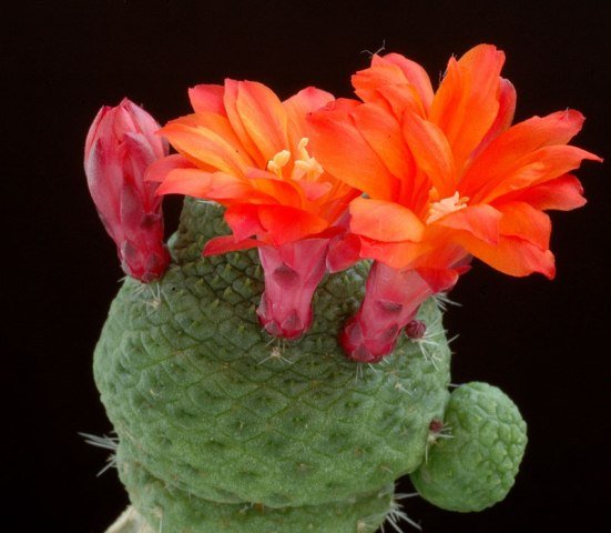 Rebutia_krainziana_v_nudum
